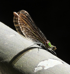 Calopteryx virgo