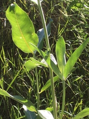 Asclepias speciosa