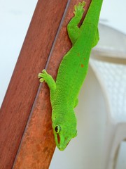 Phelsuma grandis
