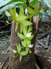 Cycnoches ventricosum