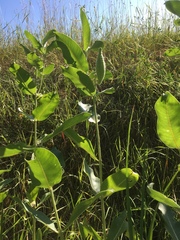 Asclepias speciosa