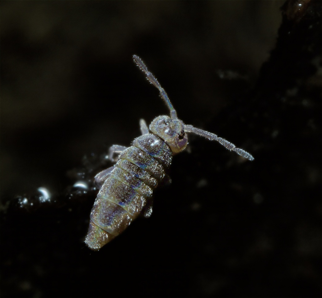 Hydroisotoma schaefferi
