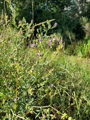 Medicago sativa