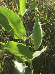 Asclepias speciosa