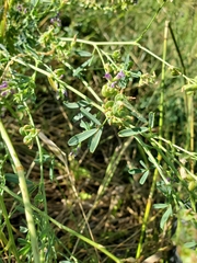 Medicago sativa