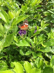 Anartia amathea