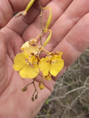 Tailleaf Shaving Brush Orchid (Tolumnia urophylla)