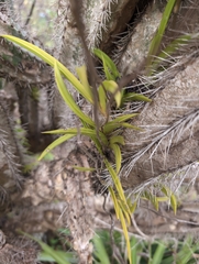 Tolumnia urophylla, photograph Quentin Groom, CC0, iNaturalist via GBIF
