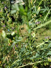 Medicago sativa