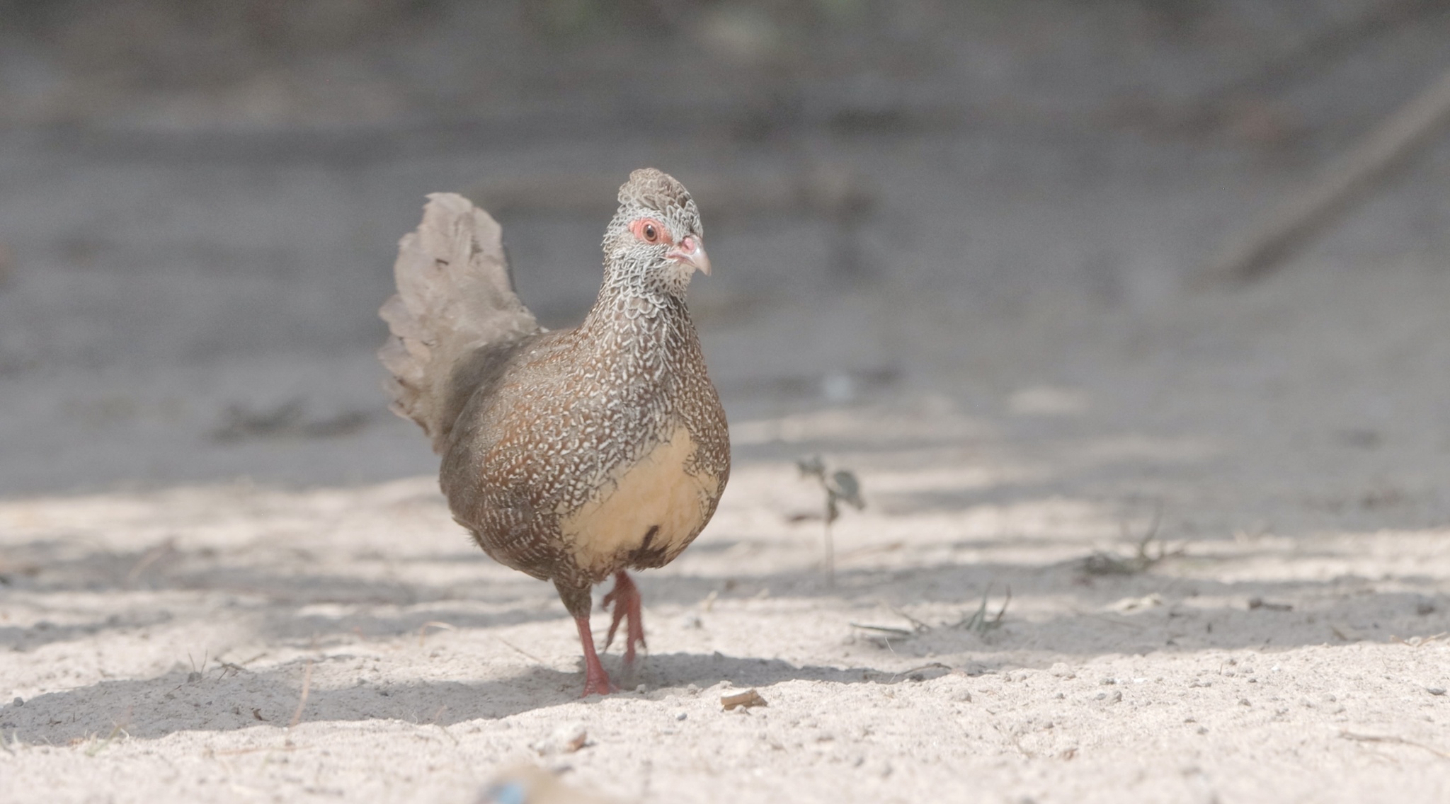 Stone Partridge (Ptilopachus petrosus), photo 2