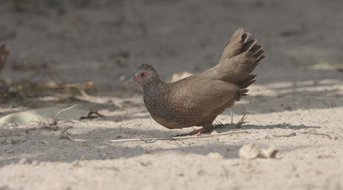 Stone Partridge (Ptilopachus petrosus), photo 3