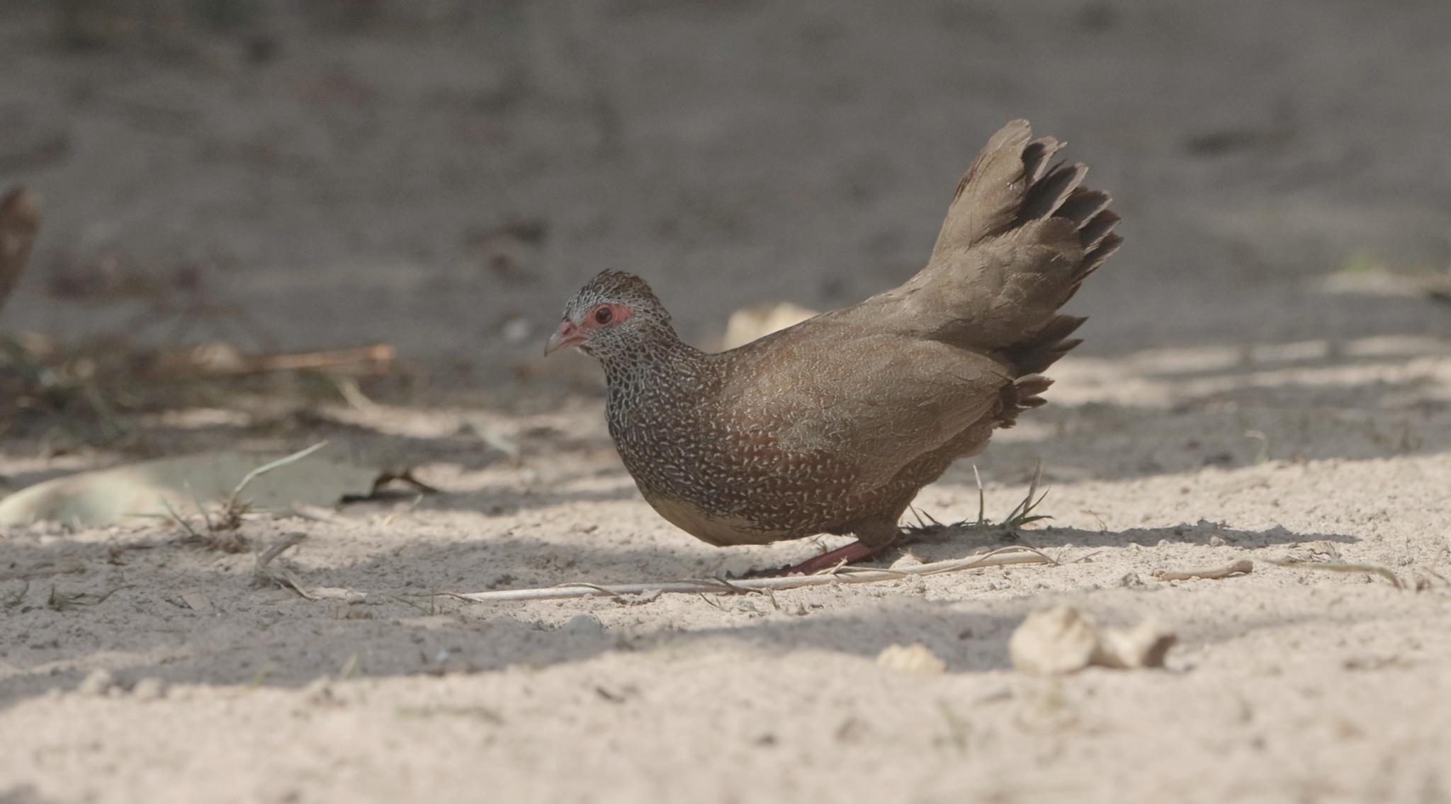 Stone Partridge (Ptilopachus petrosus), photo 3