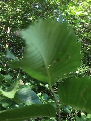 Ulmus americana