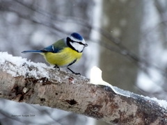Cyanistes caeruleus