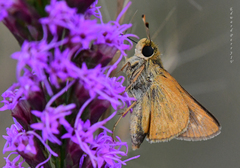 Hesperia meskei straton
