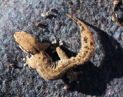 Pachydactylus geitje