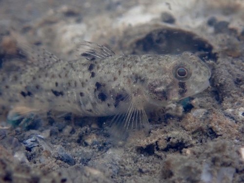 Java goby (Pseudogobius javanicus) — Gobiidae