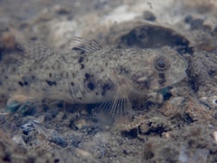Pseudogobius poicilosoma