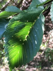 Ulmus americana