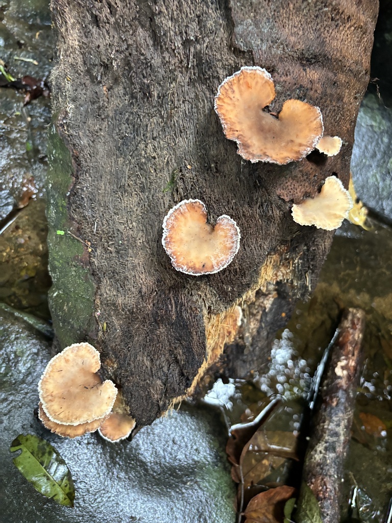 Cymatoderma dendriticum · February 2025 · photo: © criadamata (iNaturalist, cc-by)