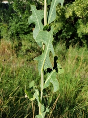 Lactuca serriola