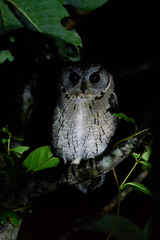Otus bakkamoena