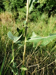 Lactuca serriola