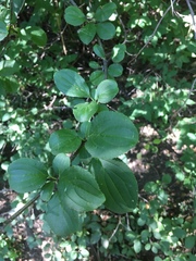 Rhamnus cathartica