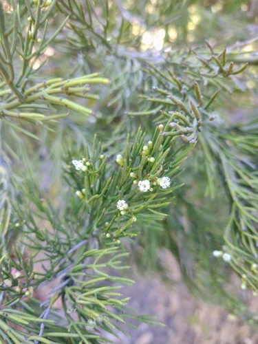 Image of Thorny Anchor Plant (Colletia hystrix) by no rights reserved