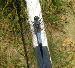 Orthetrum cancellatum