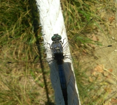 Orthetrum cancellatum