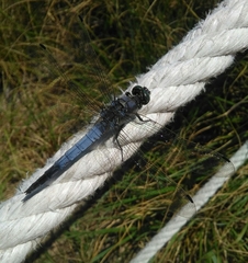 Orthetrum cancellatum