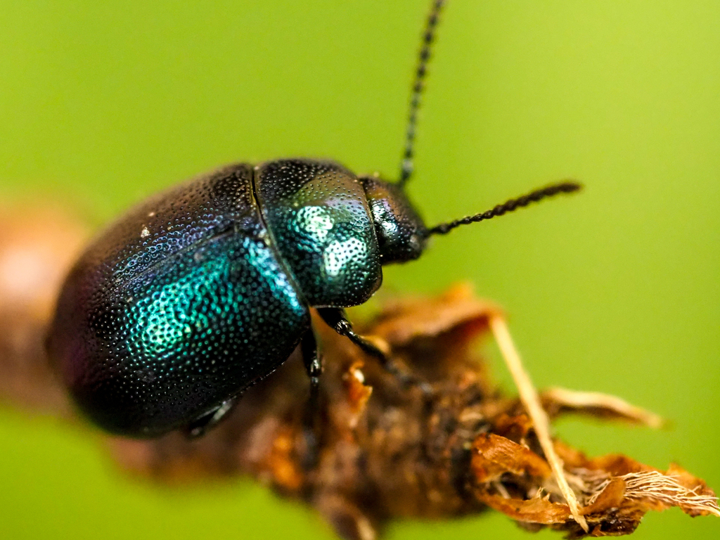 Gastrophysa janthina