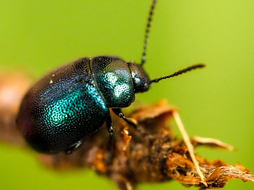 Gastrophysa janthina