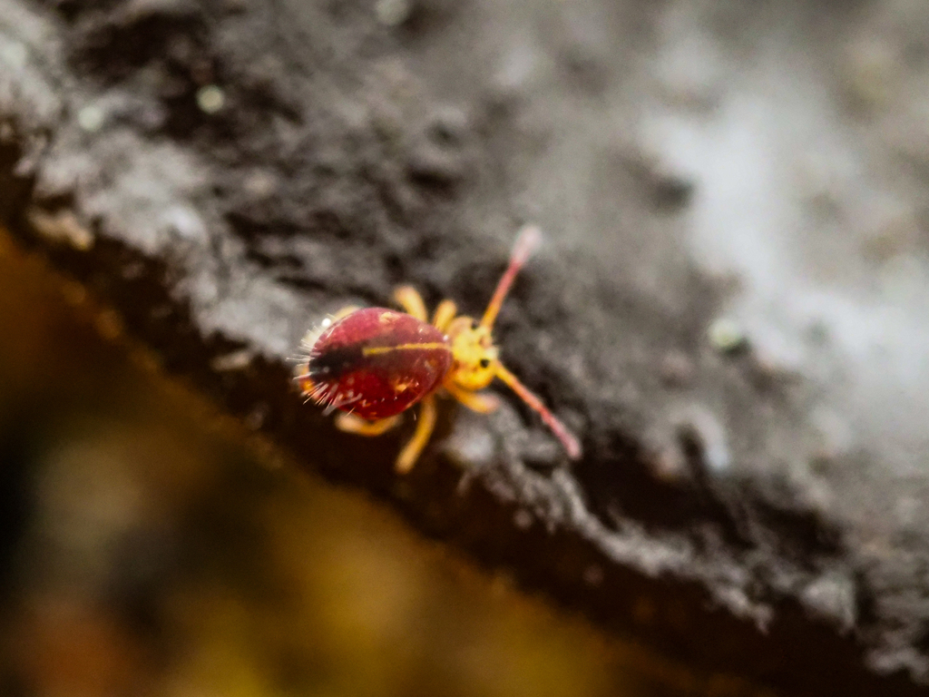 Dicyrtomina violacea