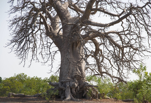 African baobab