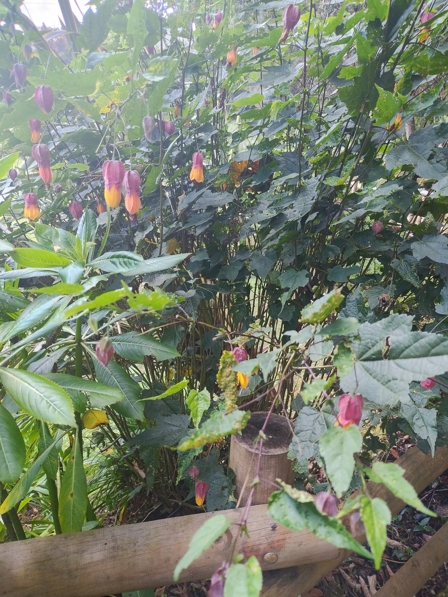Imagem de Malvavisco