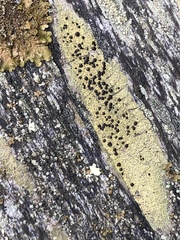 Tephromelataceae
