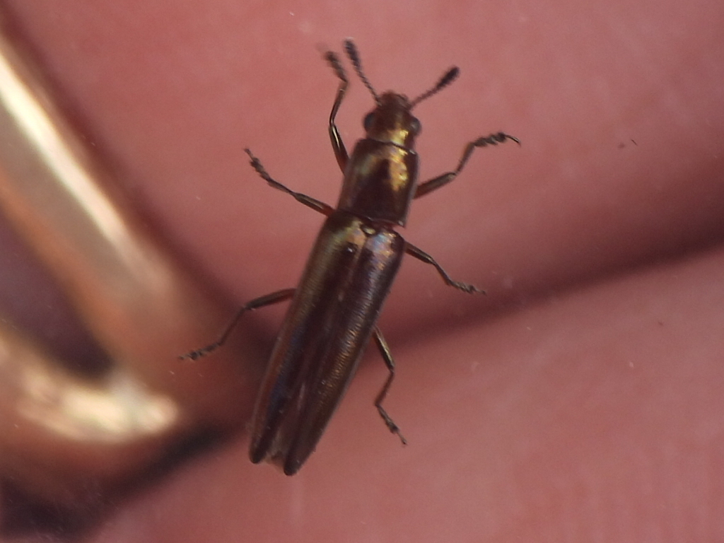 Bronze Lizard Beetle