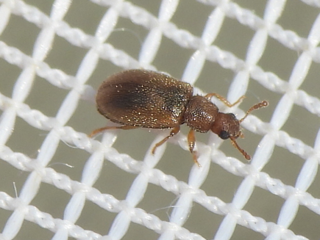 Paratenetus texanus