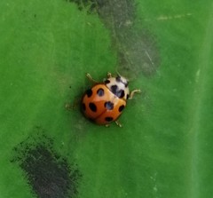 Coelophora bissellata