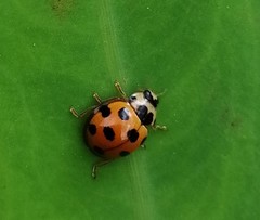 Coelophora bissellata