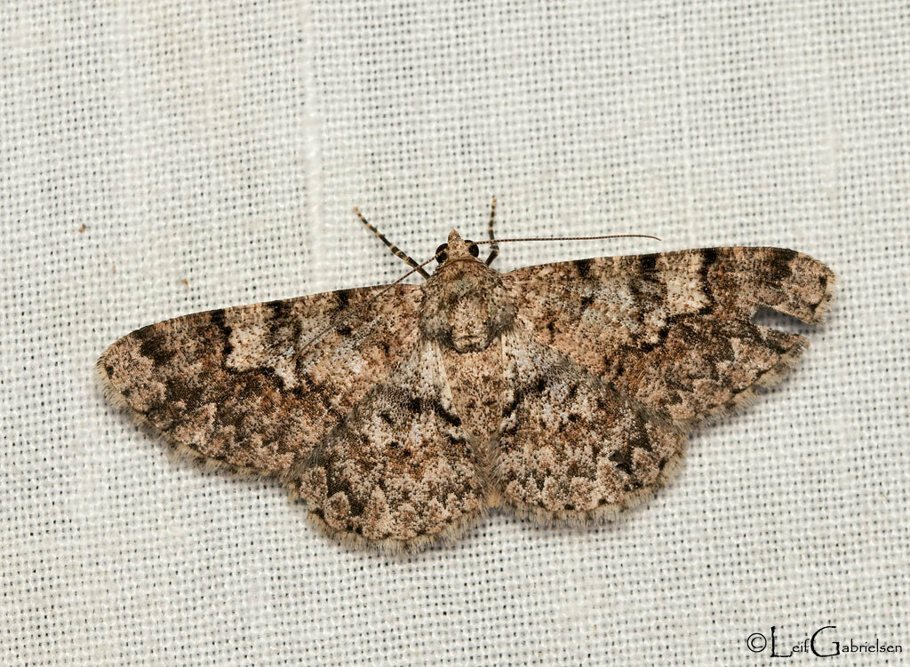 Diplurodes lativalva