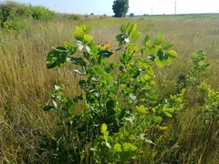 Fraxinus pennsylvanica subintegerrima