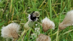 Bombus impatiens