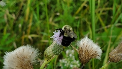 Bombus impatiens