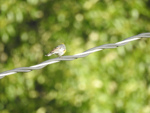 Yellow-rumped Warbler photographed in Montana