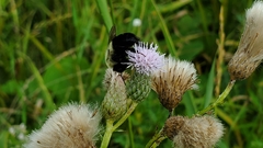 Bombus impatiens