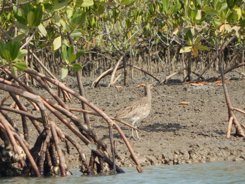 Eurasian Whimbrel