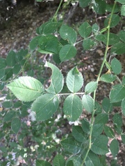 Rosa woodsii